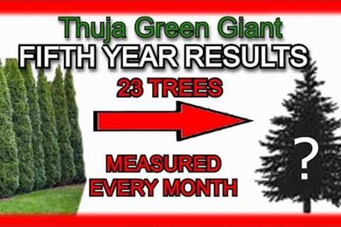 Thuja Green Giant Tree Review | FIFTH YEAR GROWTH DATA | Arborvitae Evergreen Fast Privacy Results