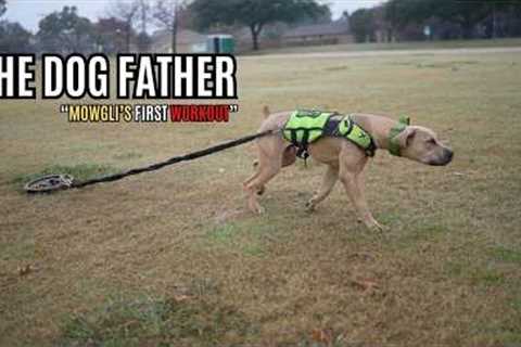 The Dog Father: Mowgli's First Workout (Ep. 70)