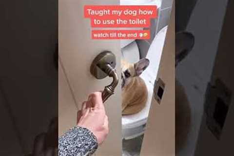French Bull dog learns using toilet | Dog puppy potty training