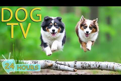 DOG TV: Videos Fun &amp; Entertain for Dogs to Watch When Home Alone - Relax All-Day Music for Dogs
