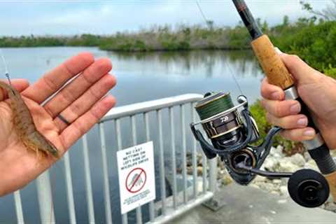 Simple Roadside Fishing For Snook &amp; Grouper