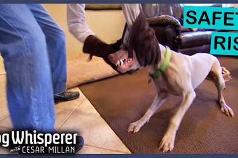 Unadoptable Weimaraner Has MAJOR Biting Issue | Dog Whisperer With Cesar Millan