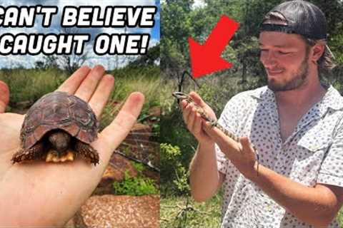 I Found a Tiny Tortoise Under a Rock! Bucket List Lizards and More South African Wildlife!