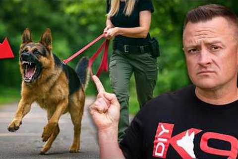 3 Mistakes That Reinforce Your Dog's Reactivity &amp; Aggression