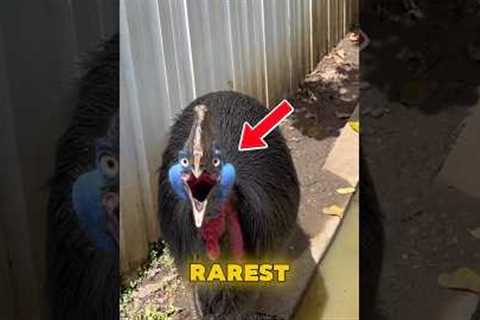 5 Most Dangerous and Exotic Pets People Actually Own 😱 #shorts #animalfacts #pets