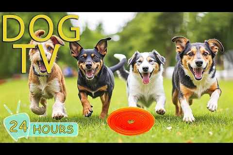 DOG TV: Best Videos to Entertain Dogs Home Alone with Relax &amp; Anti-Stress Music - Music for Dogs