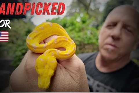 Handpicking Rare Snakes at an Indonesia Reptile Farm | Solo Mission