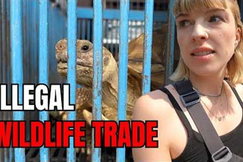 Inside Thailand’s Largest EXOTIC ANIMAL MARKET