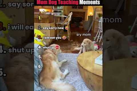 Ranking Funniest Mom Dog Teaching Moments