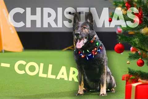 The TRUTH about Negative Reinforcement in dog training! 😞