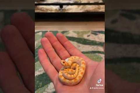 The only “petshop” snakes I keep are western hognose snakes, I have such a love for them ❤️ #pets