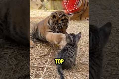 Top 5 Unexpected Animal Friendships ♥️