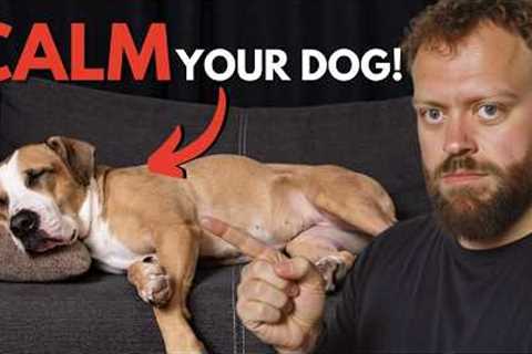 Top Tips to Calm Your Dog Fast