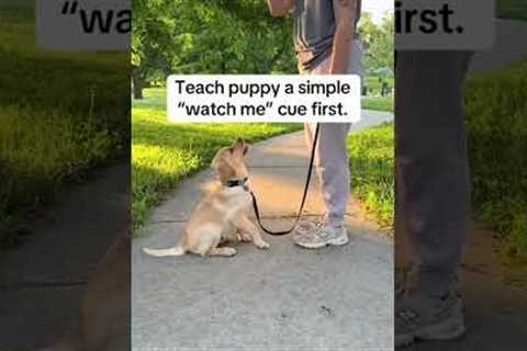 Stop Leash Pulling big dogs hack #dogtraining #bigdogs #dogexercise #dogcoach