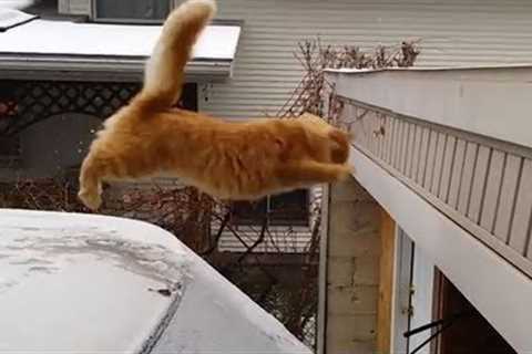 Funny Cats Jump Fail Compilation