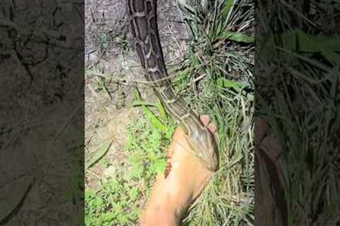 Looking for a 20 foot python! #reptiles#snake#wildlife#animals#python#florida#alligator#shorts#cute