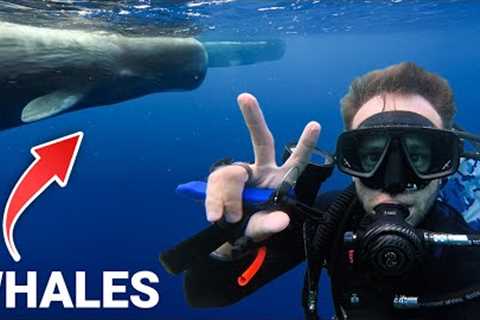 Scuba Diving Dominica: The Secret You Must See