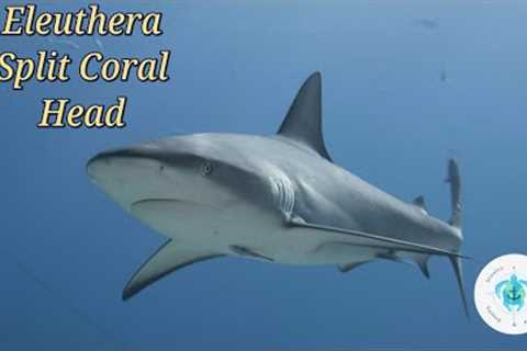 Scuba Diving The Bahamas, Eluthera, Split Coral Head