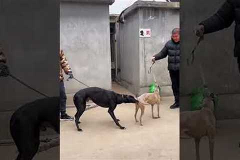 Dog training tips for beginners 20