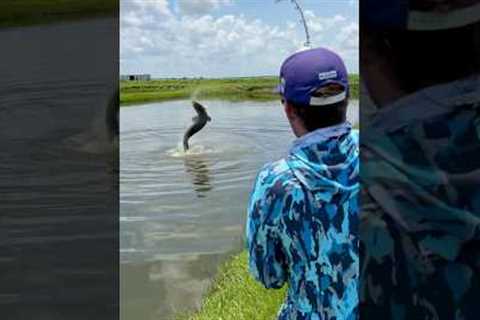200lb Florida Pond Monster