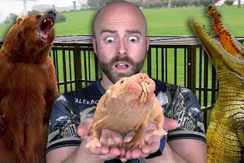 10 Most Dangerous Exotic Pets People Actually Have!