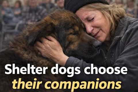 Shelter Dogs Choosing Owners