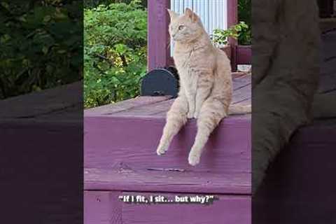The FUNNIEST Cat Videos!