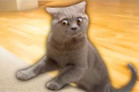 The Funniest Cat Videos Ever