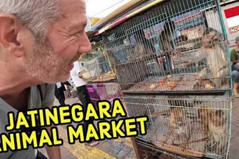 Searching for EXOTIC PETS in Jakarta