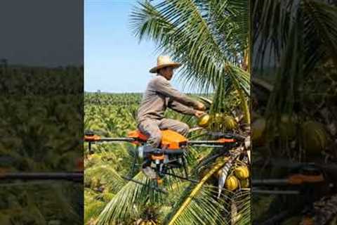 Farmer Harvesting Coconuts Using a Flying Drone