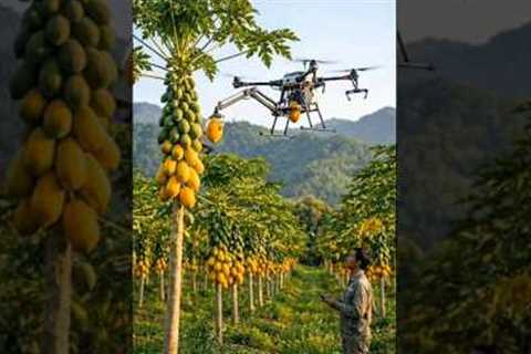 Smart Farming with Drones | Papaya Harvesting Technology 🚁🍈