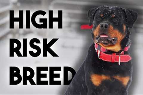 Professional Trainer Reviews the Rottweiler Breed