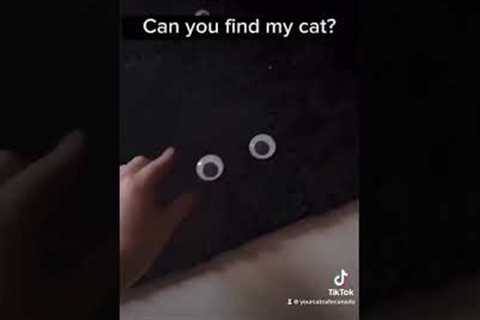 Can you find him? 😂 #funnycats #cat #blackcat