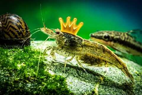Best Algae Eaters Fish That REALLY Help – Freshwater Clean Up Crew Guide