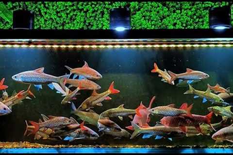 Premium Freshwater Aquarium Setup Fish Tank For Care Tips #1