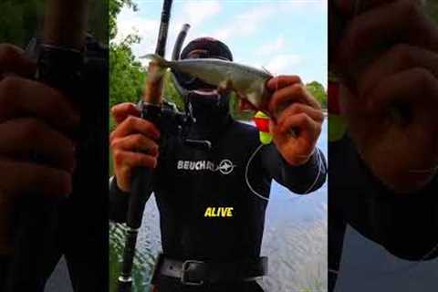 This Fishing Hook Lets You Cheat In The Ocean (IG kanama_bait)