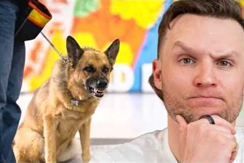 GIANT German Shepherd ATTACKS His Owners.. Can I Save Him? 
