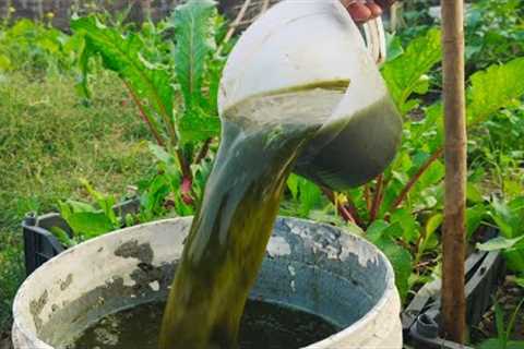 Stop Throwing Away Vegetable Scraps! Turn Them into Powerful Fertilizer!