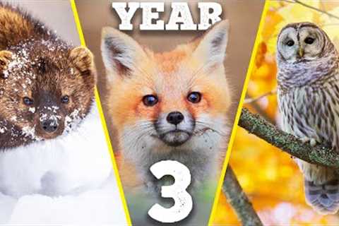 THREE YEARS of building a wildlife paradise on my land