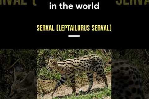 most exotic pets in the world #shorts