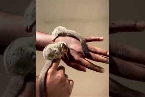 #sugarglider #exotic #pets #pet #shorts #short #subscribetomychannel