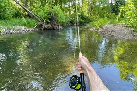 My FIRST Time FLY Fishing! (TROUT Fishing)