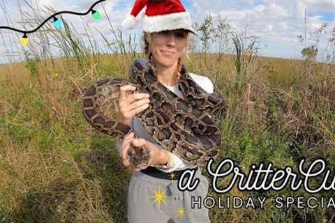 Catching Pythons in the Everglades for Christmas!