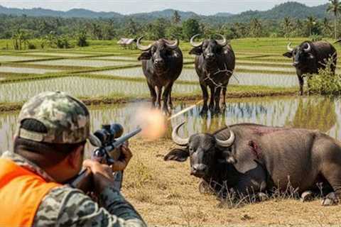 How Farmers Fight Back Against a Growing Cape Buffalo Invasion Threatening Farms | Invasive Species