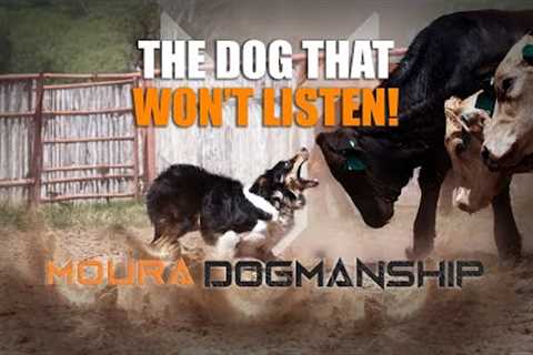 Moura Dogmanship - Episode 2 - What is a full trained working dog? Training tips and training lesson