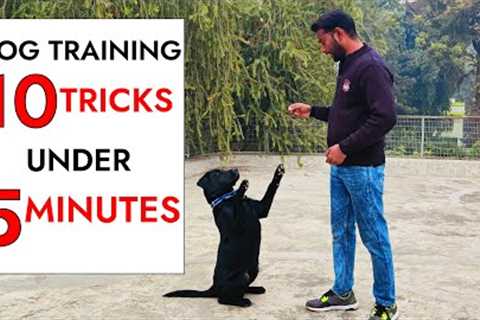 10 Dog Training Tricks in Just UNDER 5 minutes!