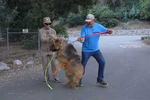 Dog Daddy VS 200lb Tibetan Mastiff. (Full Series)