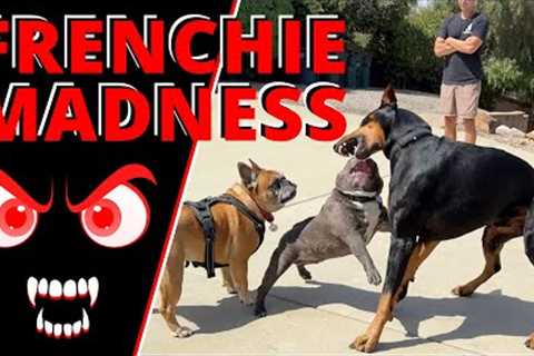 French Bulldogs are Crazy. Watch as he Makes Friends, gets Corrected &amp; the Owners Learn the..