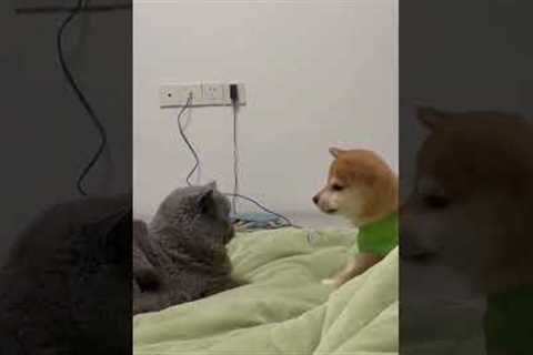 When You Bothering Your Pet And SHE Ignoring 😂 🐶 😆 #cat #pets #funny #funnyanimals #kitten