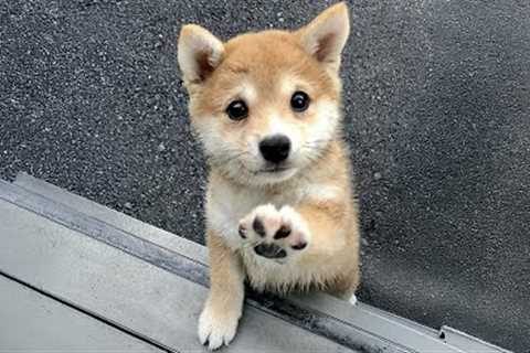 Try Not to Laugh! Hilarious Dogs &amp; The Cutest Puppies Videos of the Year 😂🐕